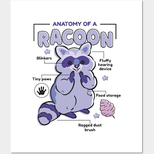 Anatomy Of A Raccoon Cute Posters and Art